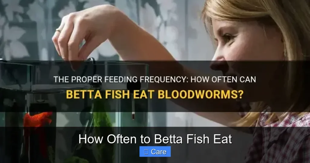 How Often to Betta Fish Eat
