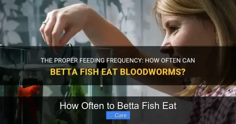 How Often to Betta Fish Eat