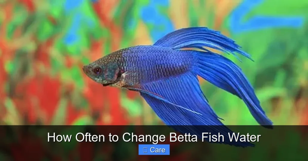 How Often to Change Betta Fish Water