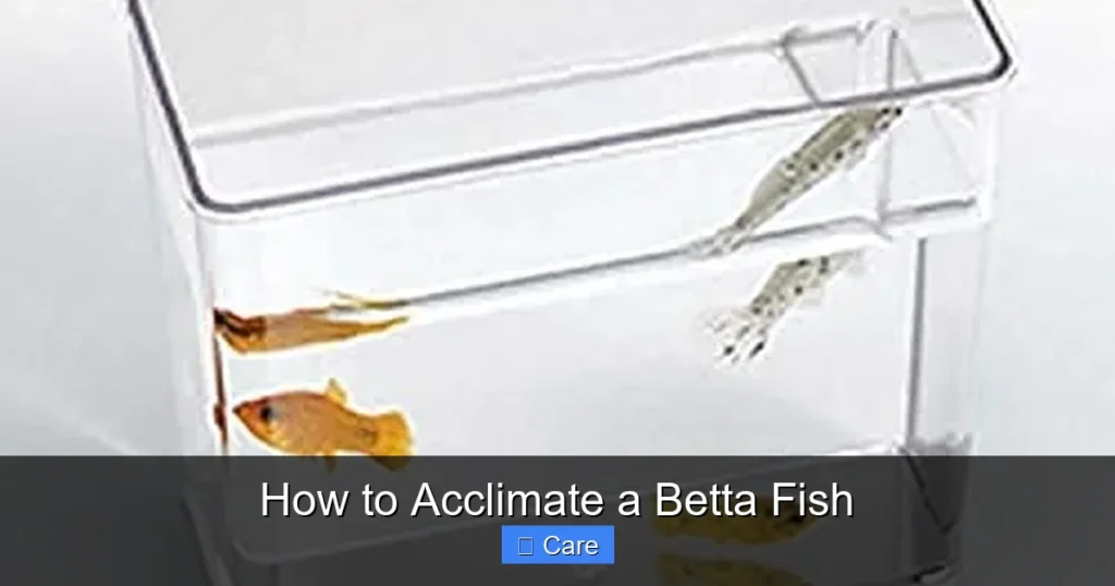 How to Acclimate a Betta Fish