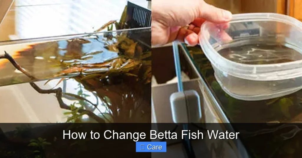 How to Change Betta Fish Water