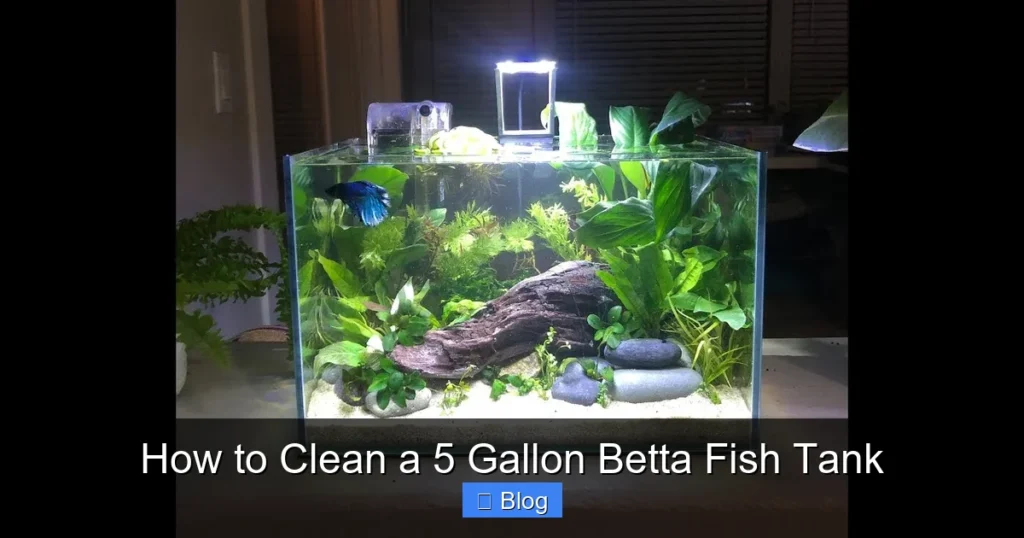 How to Clean a 5 Gallon Betta Fish Tank