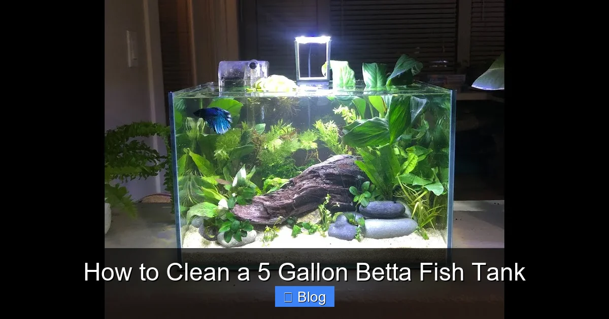 How to Clean a 5 Gallon Betta Fish Tank