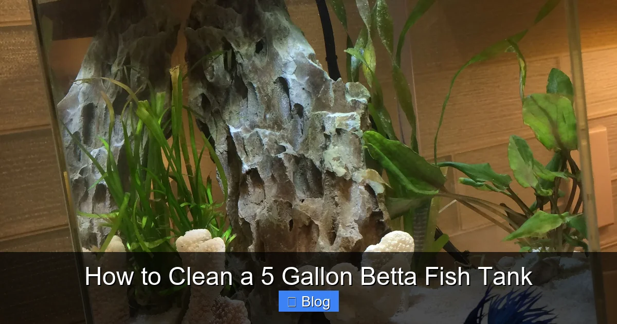 How to Clean a 5 Gallon Betta Fish Tank