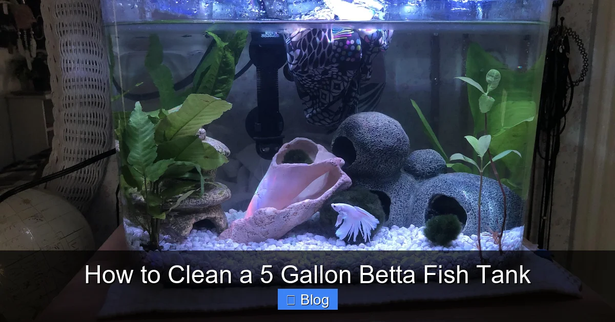 How to Clean a 5 Gallon Betta Fish Tank