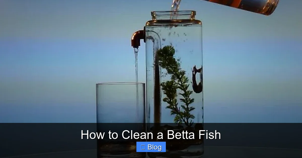 How to Clean a Betta Fish