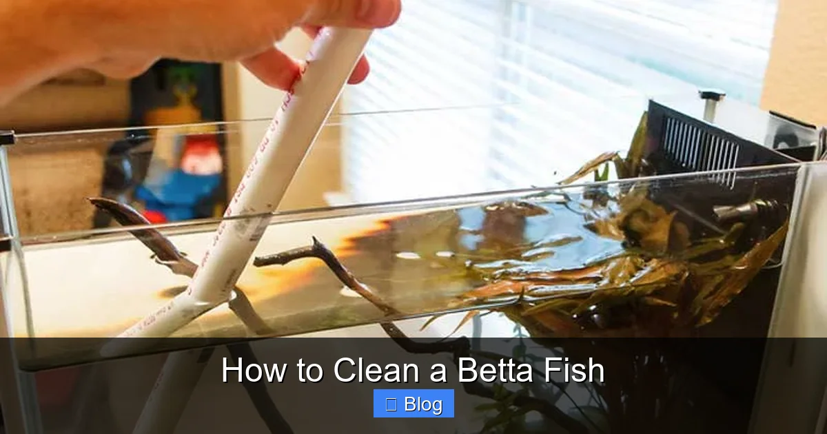 How to Clean a Betta Fish