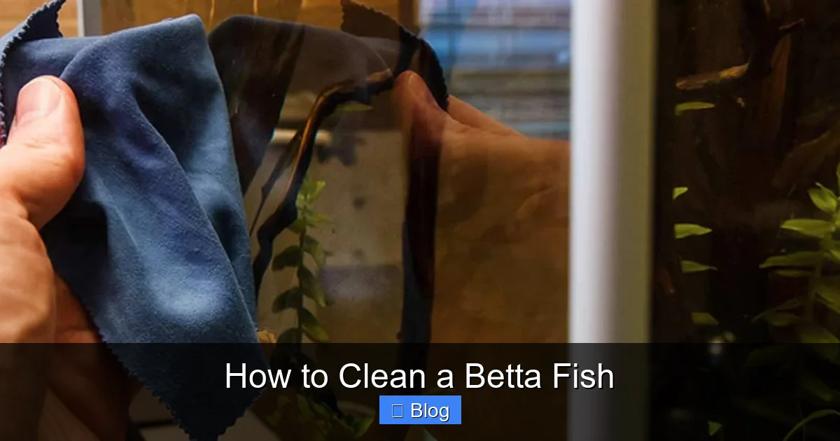 How to Clean a Betta Fish
