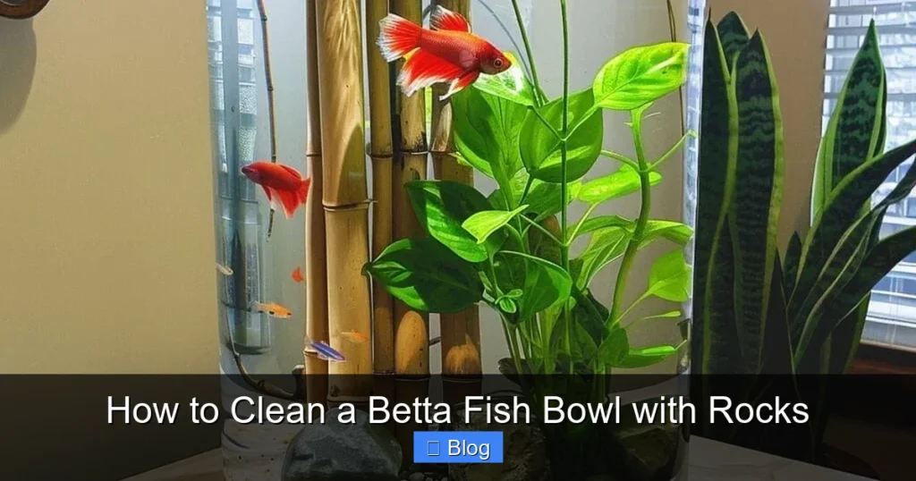 How to Clean a Betta Fish Bowl with Rocks