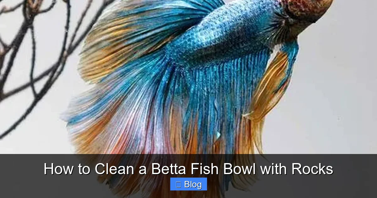 How to Clean a Betta Fish Bowl with Rocks