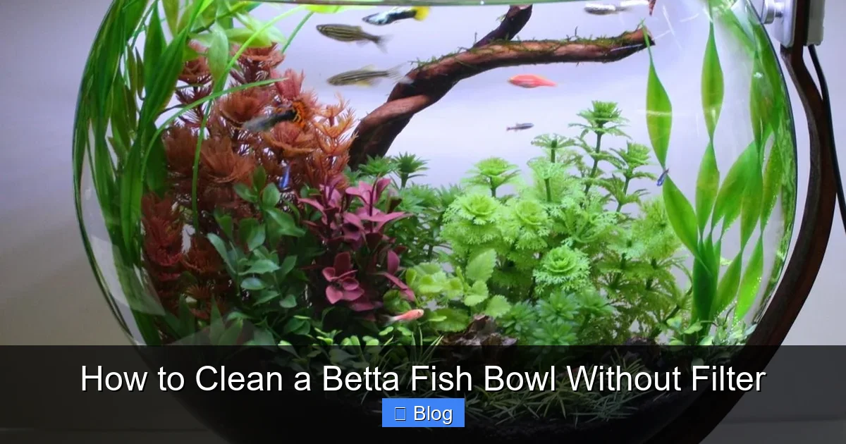 How to Clean a Betta Fish Bowl Without Filter