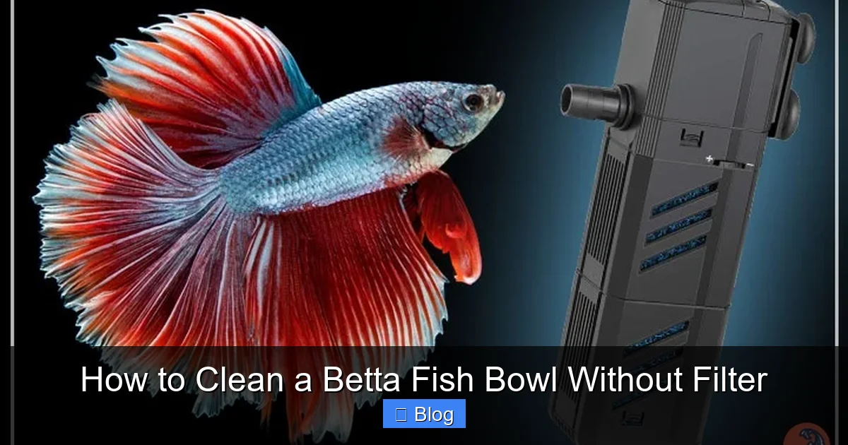 How to Clean a Betta Fish Bowl Without Filter