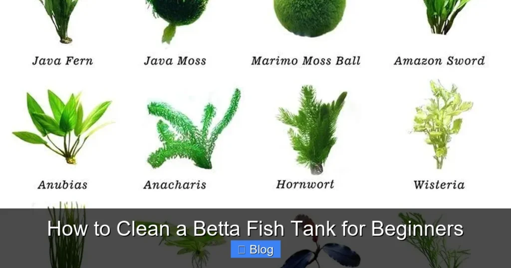 How to Clean a Betta Fish Tank for Beginners