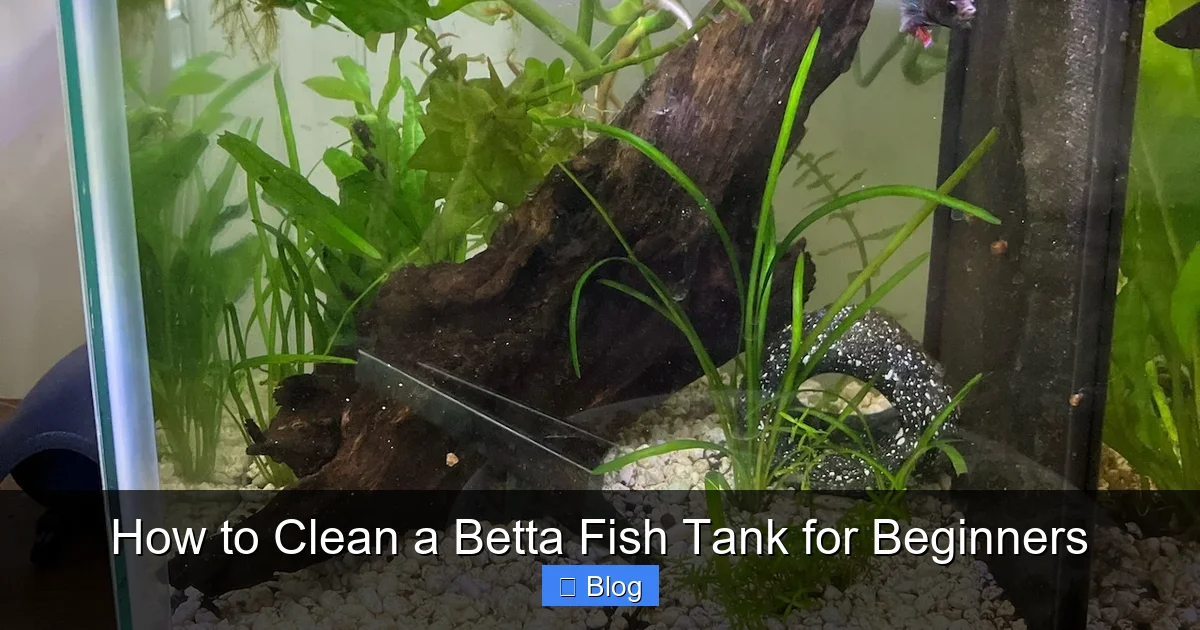 How to Clean a Betta Fish Tank for Beginners