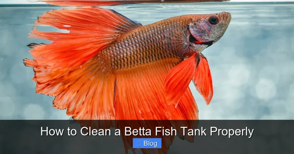 How to Clean a Betta Fish Tank Properly