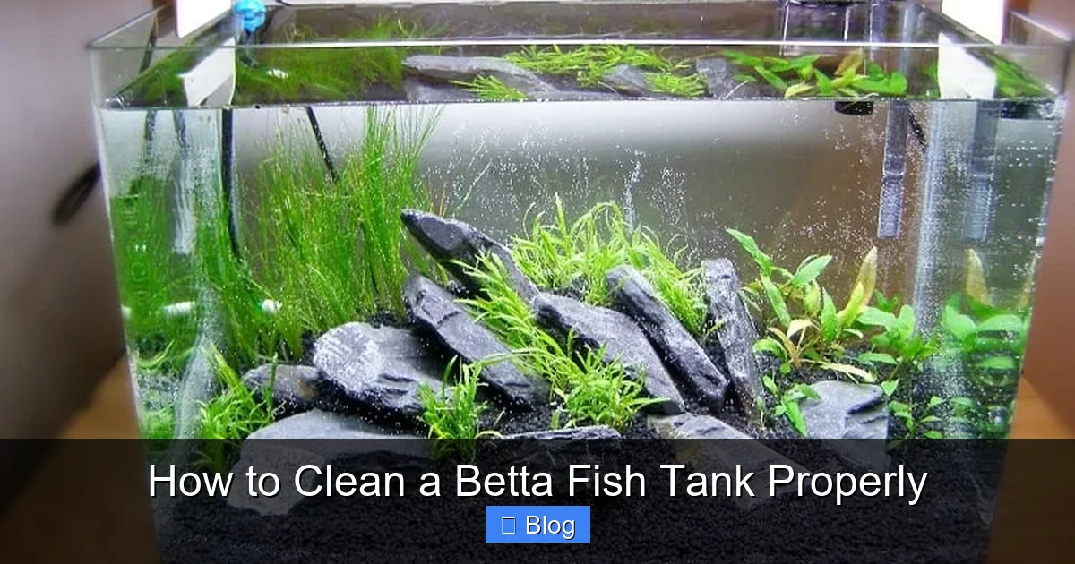 How to Clean a Betta Fish Tank Properly