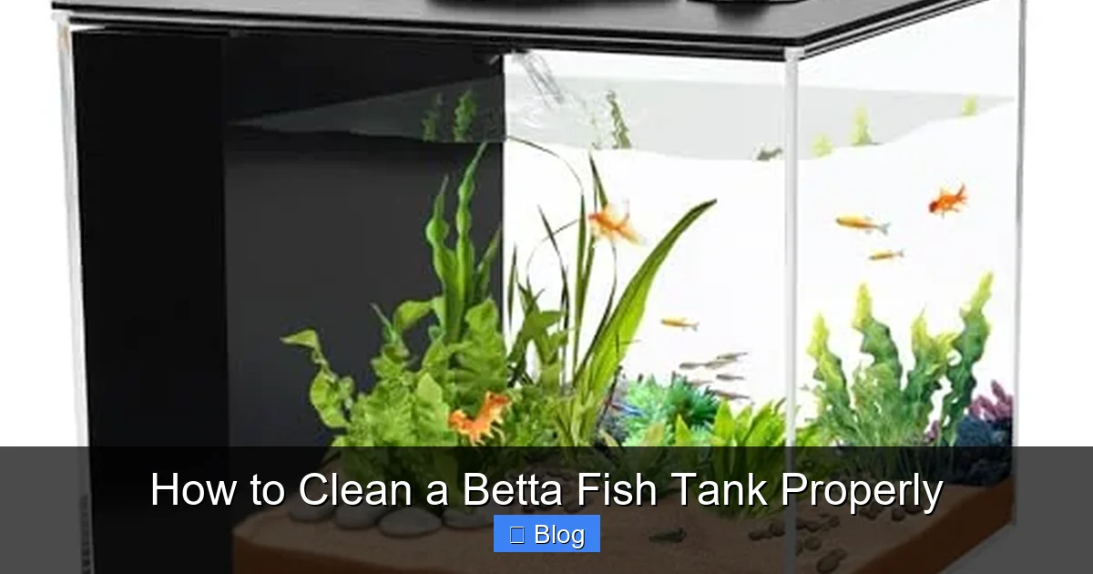 How to Clean a Betta Fish Tank Properly
