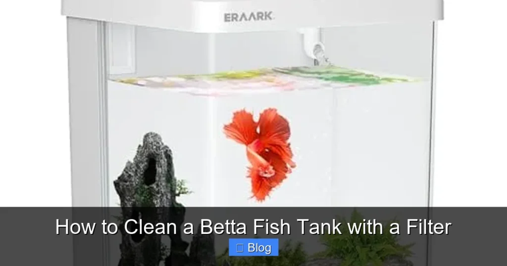 How to Clean a Betta Fish Tank with a Filter