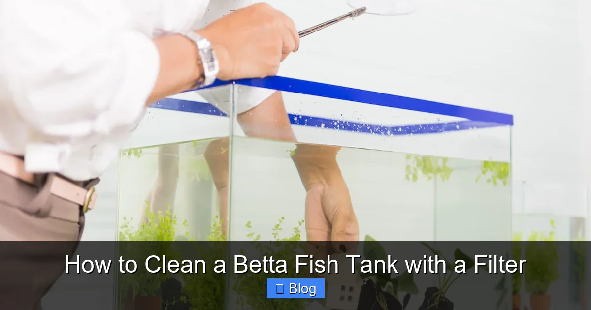 How to Clean a Betta Fish Tank with a Filter
