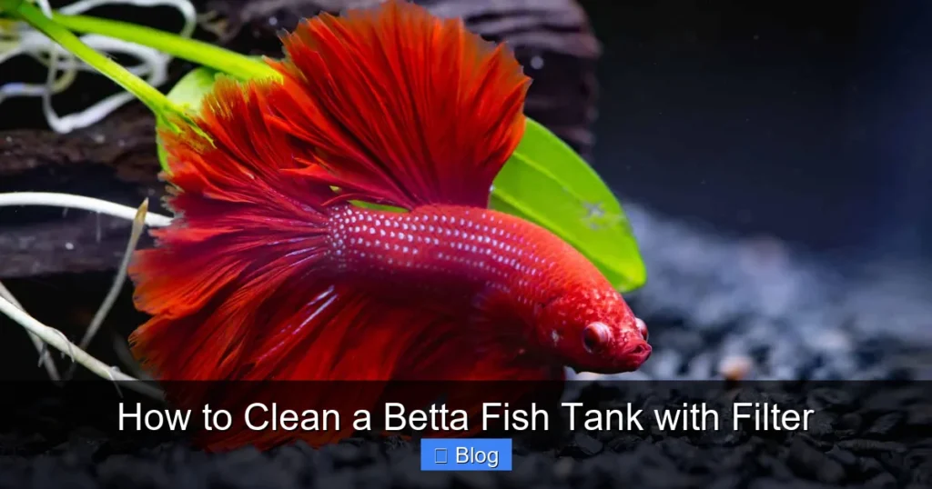 How to Clean a Betta Fish Tank with Filter