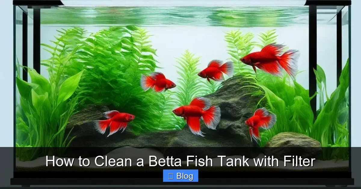 How to Clean a Betta Fish Tank with Filter