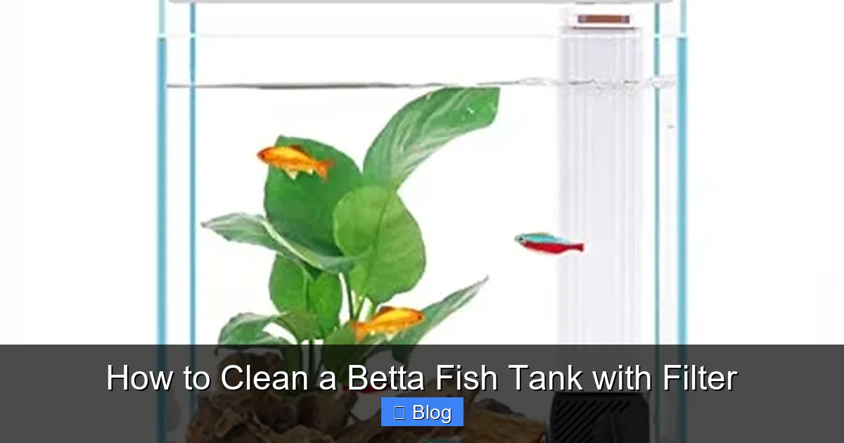 How to Clean a Betta Fish Tank with Filter