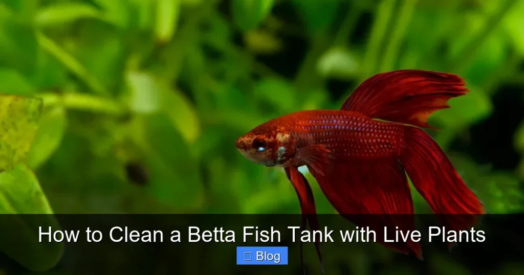 How to Clean a Betta Fish Tank with Live Plants