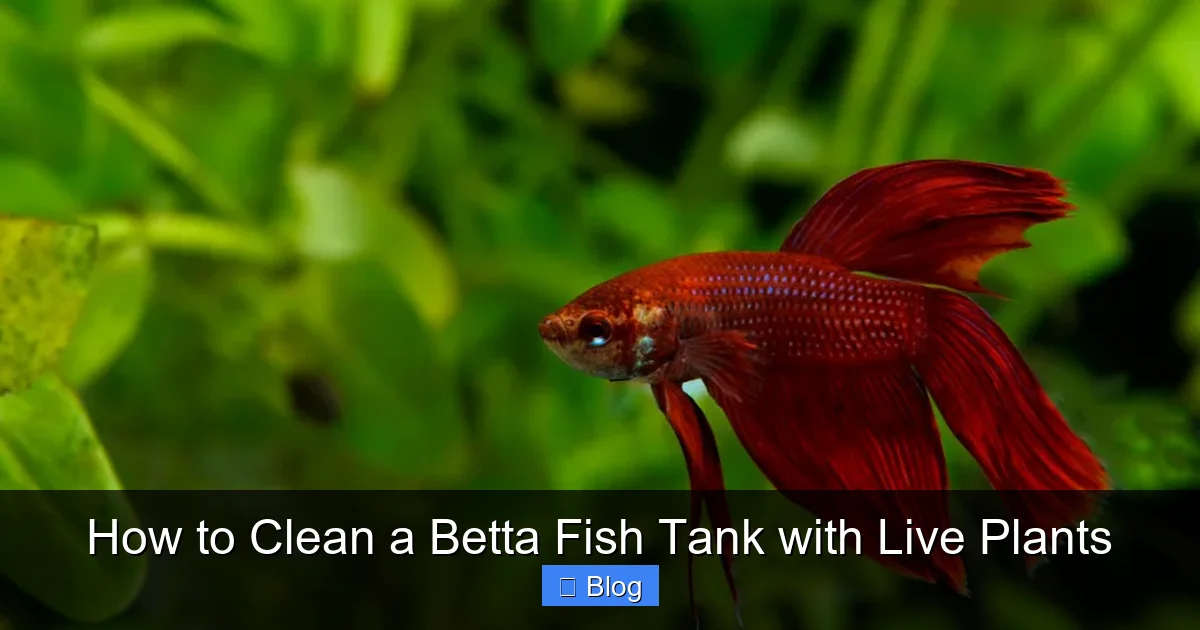 How to Clean a Betta Fish Tank with Live Plants
