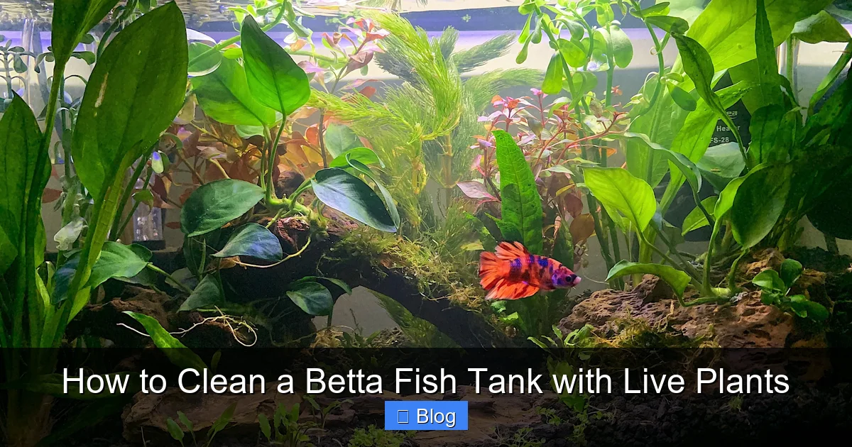How to Clean a Betta Fish Tank with Live Plants