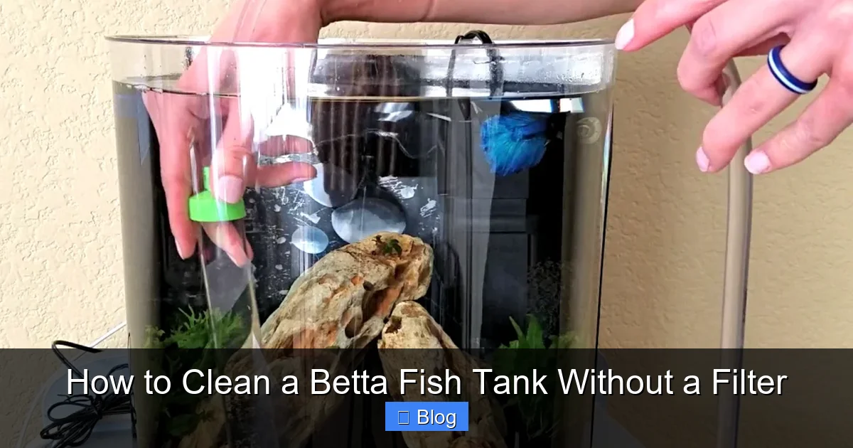 How to Clean a Betta Fish Tank Without a Filter
