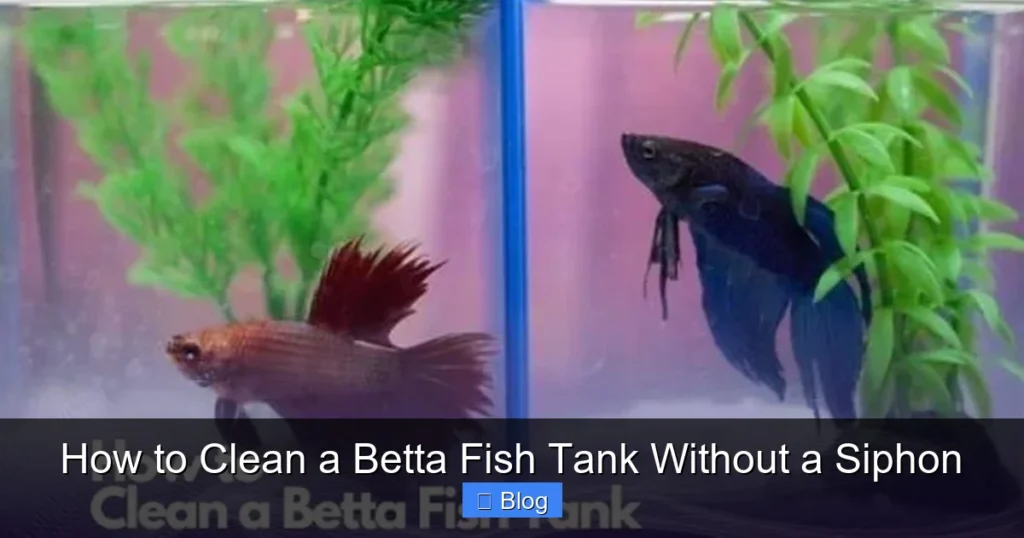 How to Clean a Betta Fish Tank Without a Siphon