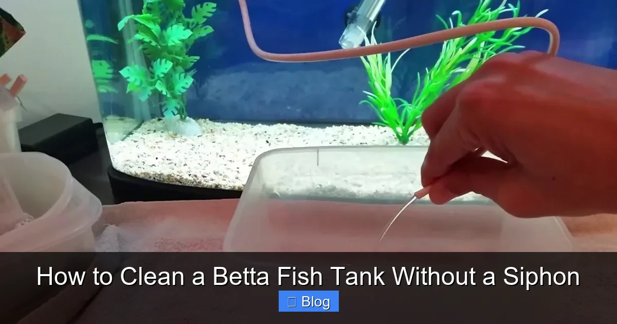 How to Clean a Betta Fish Tank Without a Siphon
