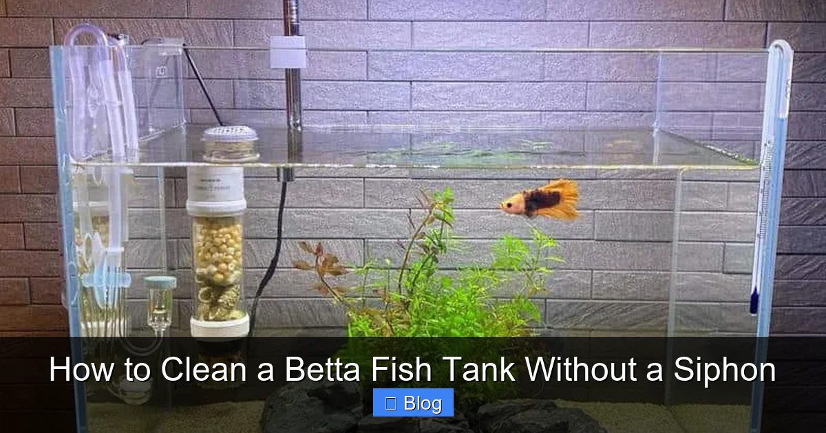 How to Clean a Betta Fish Tank Without a Siphon
