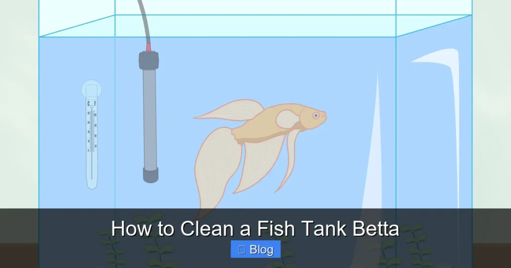 How to Clean a Fish Tank Betta
