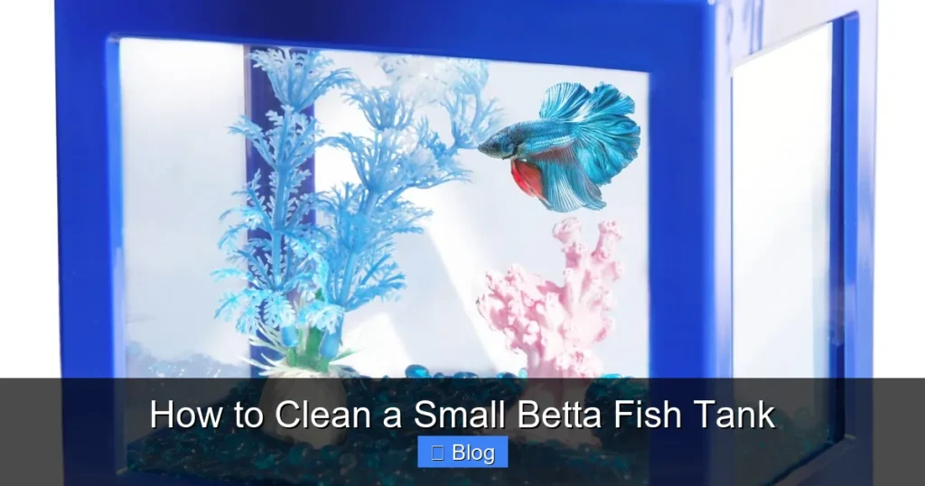 How to Clean a Small Betta Fish Tank