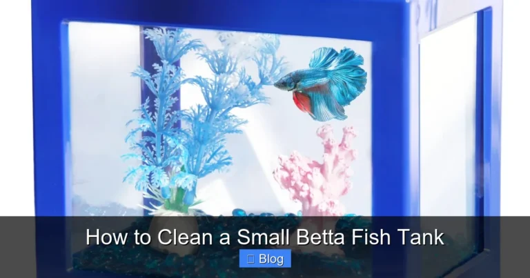 How to Clean a Small Betta Fish Tank