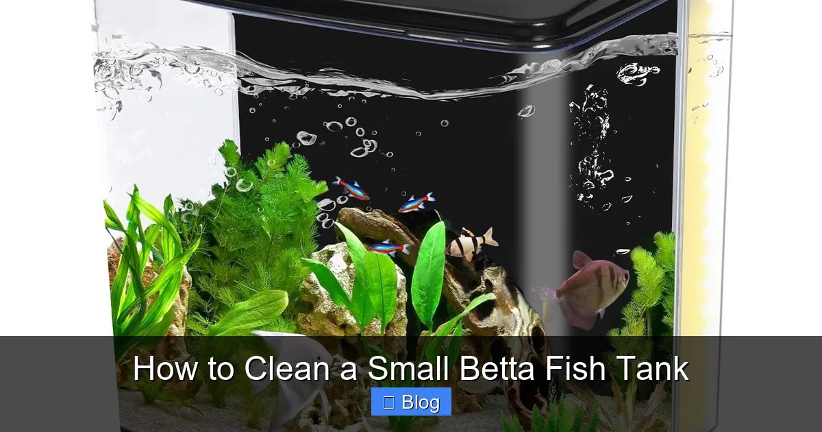 How to Clean a Small Betta Fish Tank