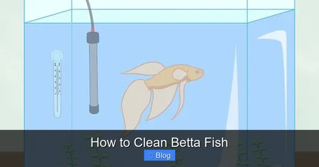 How to Clean Betta Fish