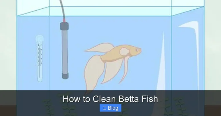 How to Clean Betta Fish