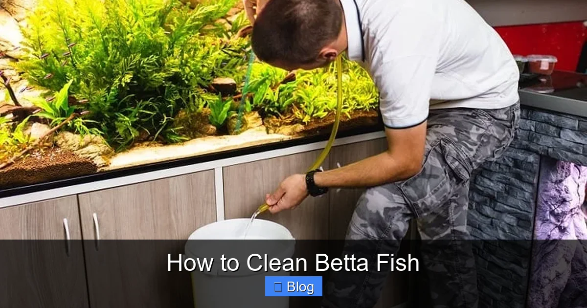 How to Clean Betta Fish