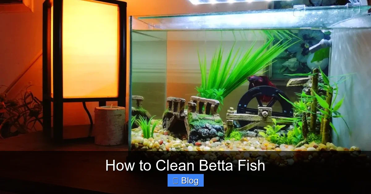 How to Clean Betta Fish