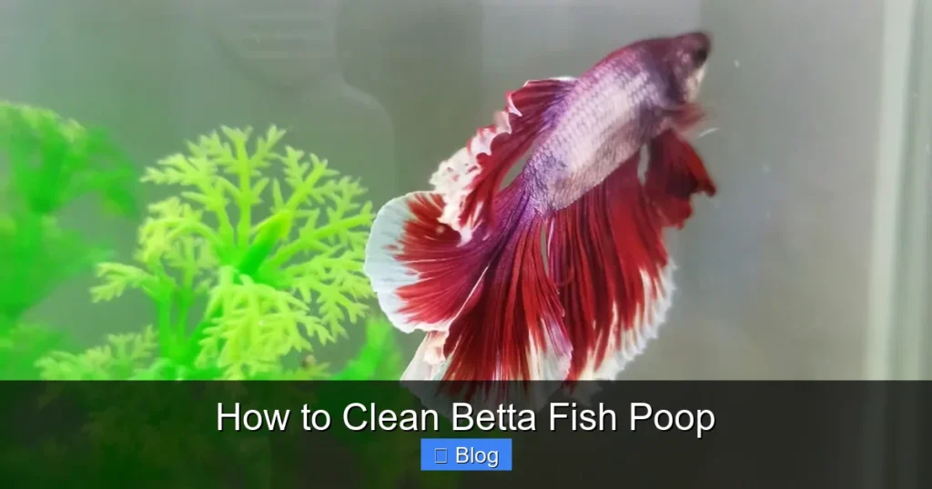 How to Clean Betta Fish Poop