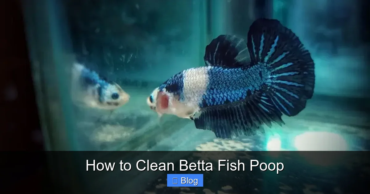 How to Clean Betta Fish Poop