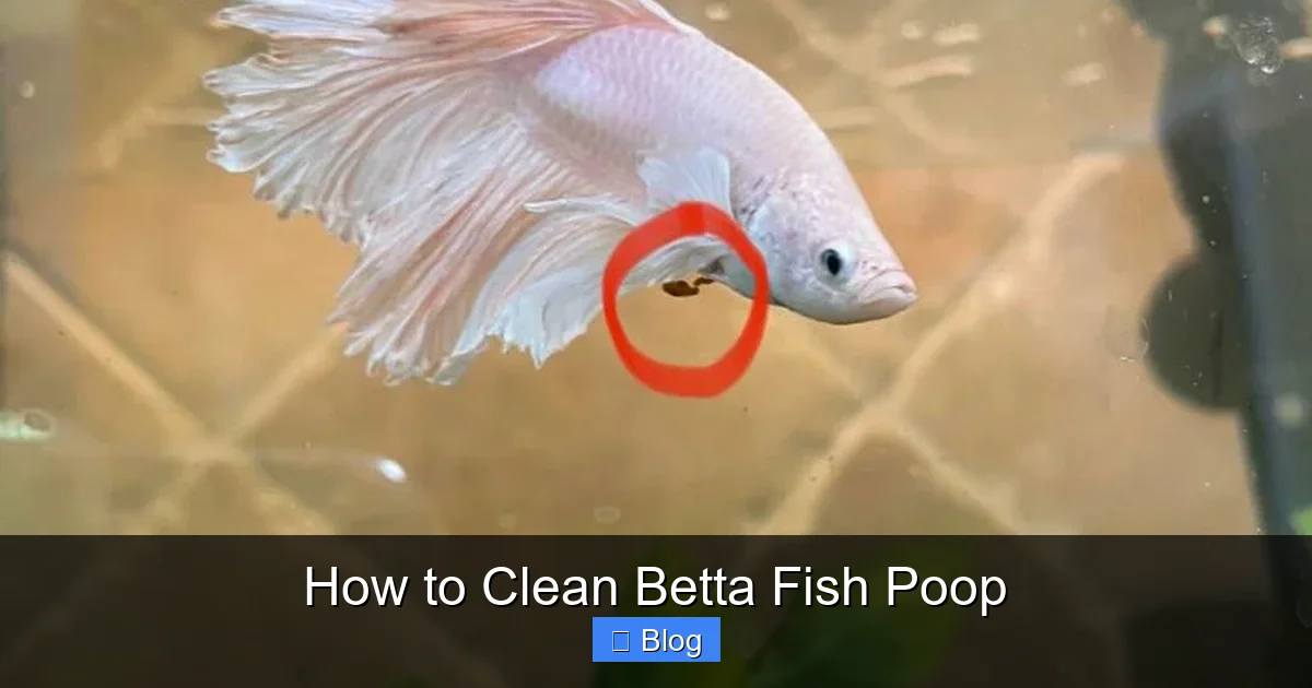 How to Clean Betta Fish Poop