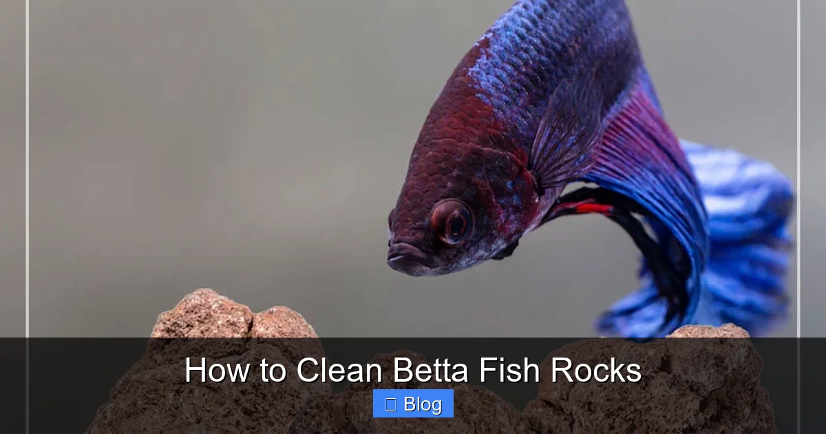 How to Clean Betta Fish Rocks