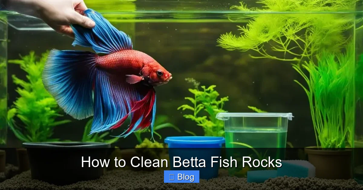 How to Clean Betta Fish Rocks