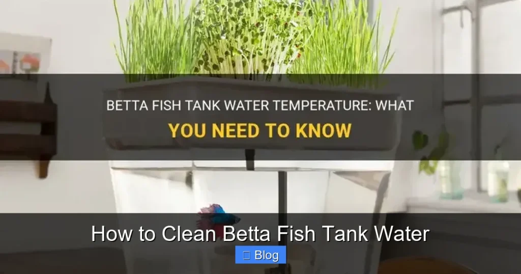 How to Clean Betta Fish Tank Water