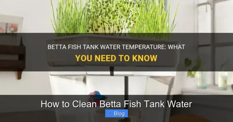How to Clean Betta Fish Tank Water