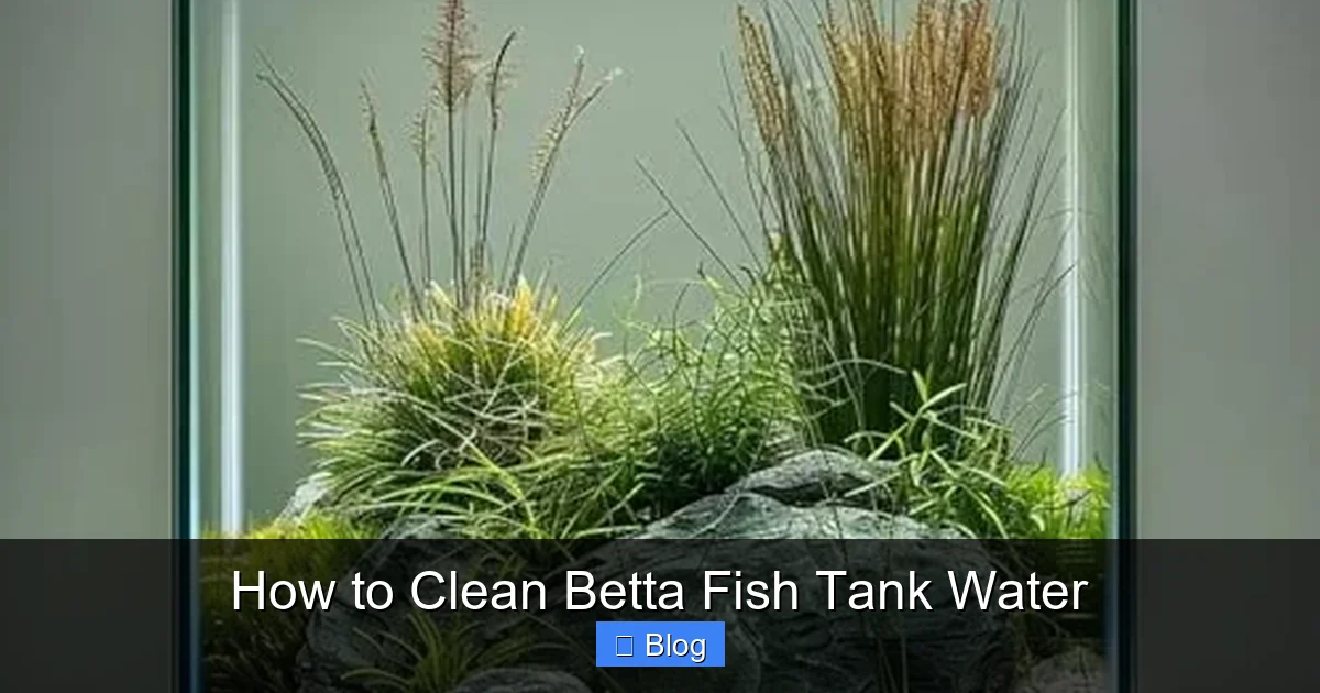 How to Clean Betta Fish Tank Water