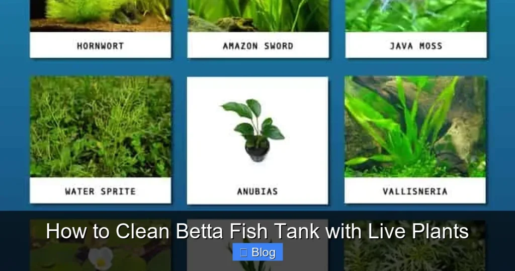 How to Clean Betta Fish Tank with Live Plants